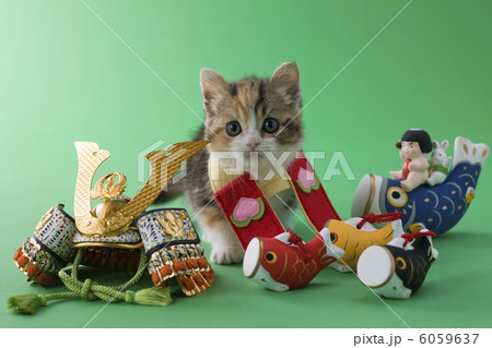 スコティッシュフォールドの端午の節句イメージ 6059637