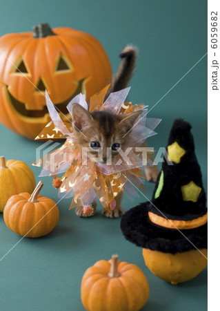 ハロウィンの衣装を着て立つアビシニアン 6059682