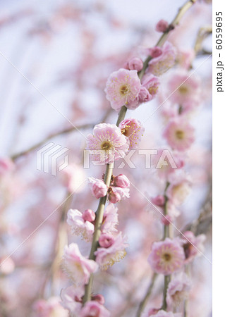 しだれ梅 6059695