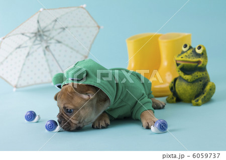 蝸牛の人形に触れるレインコートを着たフレンチブルドッグ 6059737