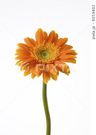 ガーベラ 6059802