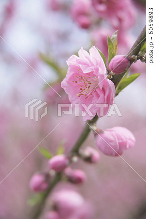 桃の花 6059893