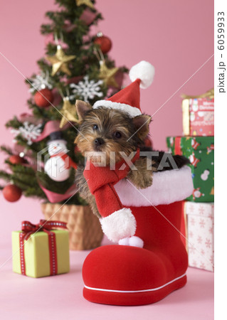 サンタクロースの衣装を着て長靴から顔を出すヨークシャーテリア 6059933