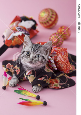 着物を着て上を見上げるアメリカンショートヘアー 6059985