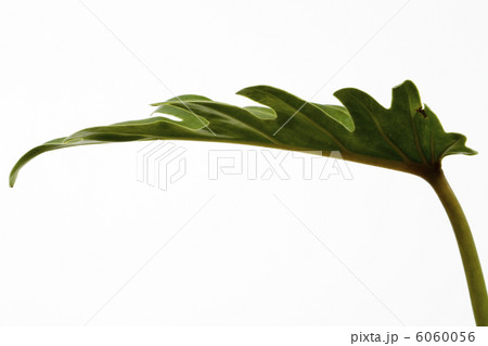 クッカバラ 6060056