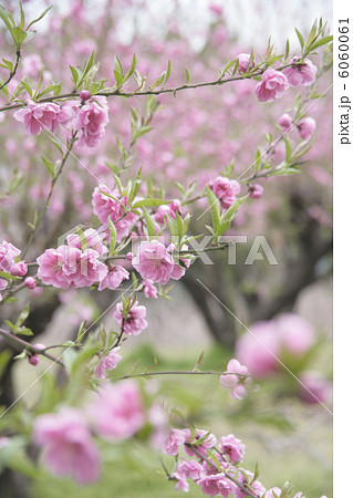 桃の花 桃の花 6060061