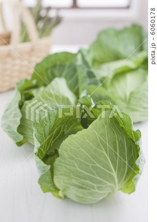 キャベツ 6060178