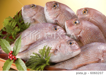 正月イメージ 鯛 正月イメージ 鯛 6060207