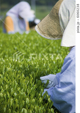 茶摘み 6060238