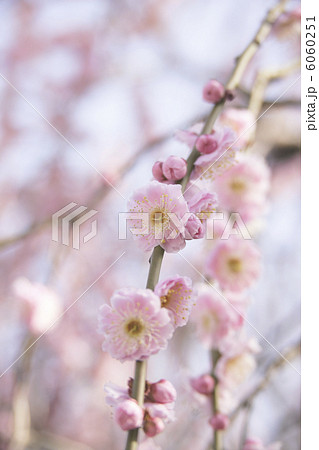 しだれ梅 6060251