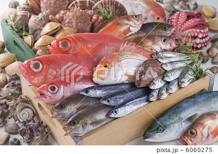 鮮魚集合イメージ 鮮魚集合イメージ 6060275