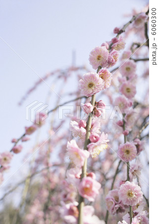 しだれ梅 6060300