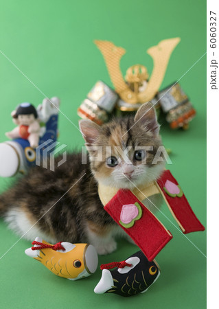 スコティッシュフォールドの端午の節句イメージ 6060327