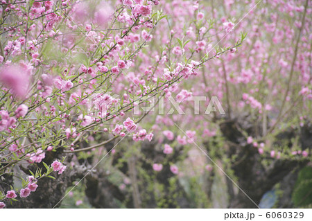 桃の花 桃の花 6060329
