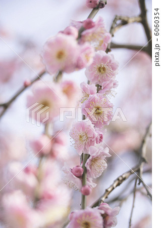 しだれ梅 6060354