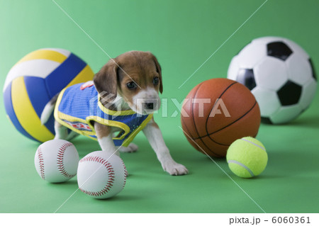 ビーグルのスポーツイメージ 6060361
