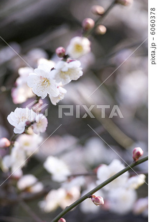 梅の花 6060378
