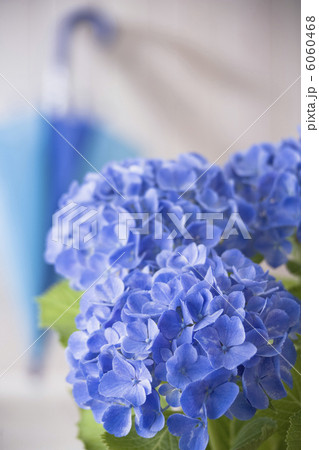 アジサイ 6060468