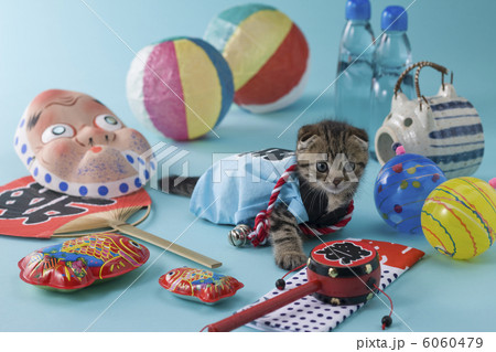 スコティッシュフォールドの夏祭りイメージ 6060479