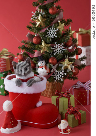 長靴の中から顔を出すロシアンブルー 6060493