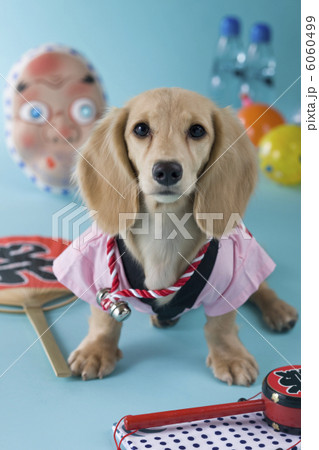 ダックスフントの夏祭りイメージ ダックスフントの夏祭りイメージ 6060499