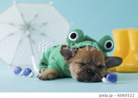 レインコートを着て眠るフレンチブルドッグ 6060522
