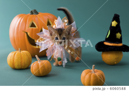 ハロウィンの衣装を着て歩くアビシニアン 6060588