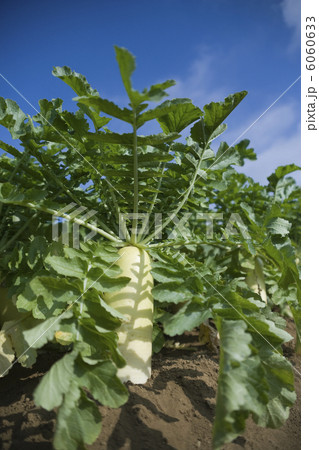 大根畑 6060633