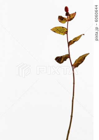 ヒペリカム 6060644