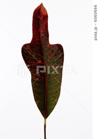 クロトン クロトン 6060666