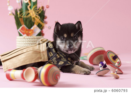 門松の前に座る柴犬 門松の前に座る柴犬 6060793