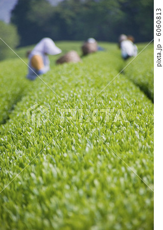 茶摘み 6060813