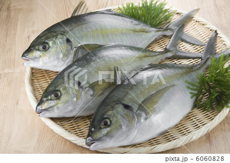 縞鯵 縞鯵 6060828