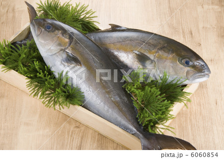 かんぱち 6060854