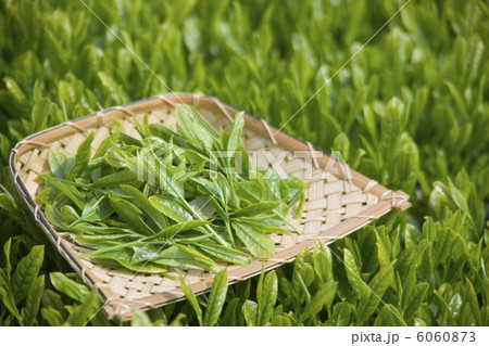 茶畑と茶葉 6060873