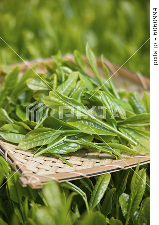 茶畑と茶葉 6060994