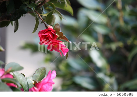 さざんかの花 6060999