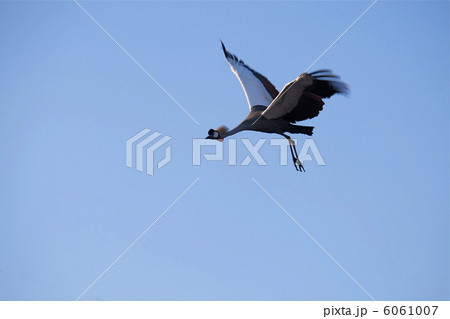 空を舞うホオジロカンムリツル１ 6061007