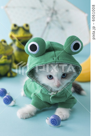 レインコートを着て座るラグドール 6061008