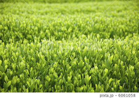 茶畑 6061058