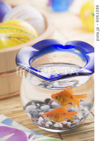 金魚 6061086