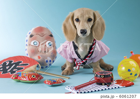 ダックスフントの夏祭りイメージ 6061207