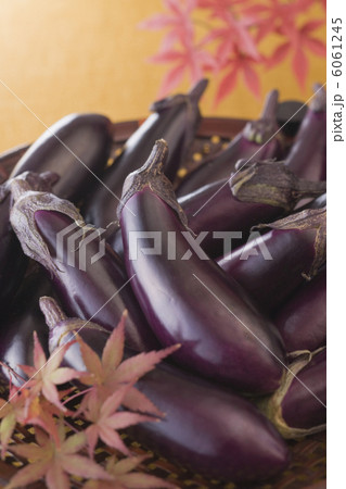秋茄子 秋茄子 6061245