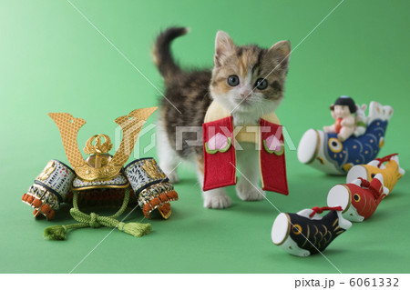スコティッシュフォールドの端午の節句イメージ 6061332