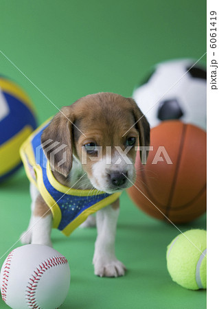 ビーグルのスポーツイメージ 6061419