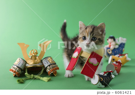 スコティッシュフォールドの端午の節句イメージ スコティッシュフォールドの端午の節句イメージ 6061421