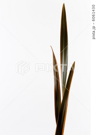 ニューサイラン 6061430