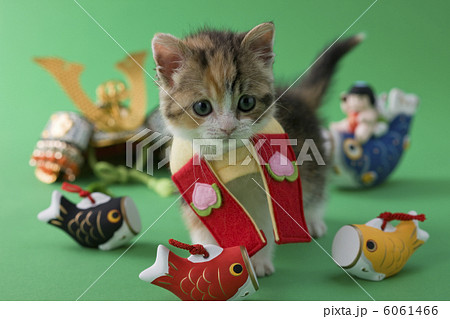 スコティッシュフォールドの端午の節句イメージ スコティッシュフォールドの端午の節句イメージ 6061466