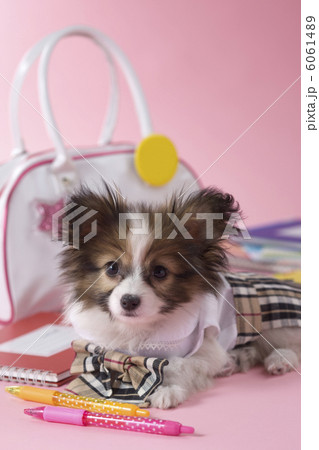 制服を着て伏せるパピヨン 制服を着て伏せるパピヨン 6061489