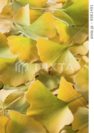 いちょうの葉 6061491
